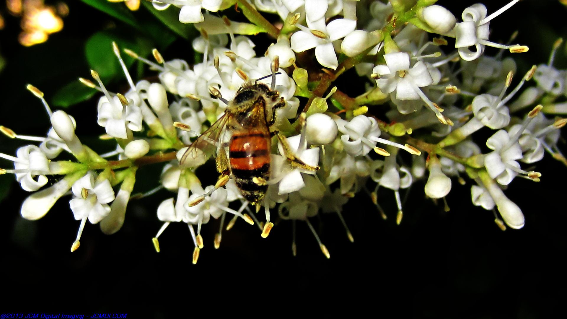 Honeybees on white flowers 